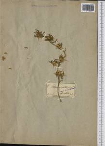 Centaurea calcitrapa L., Western Europe (EUR)