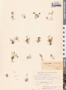Callitriche palustris L., Siberia, Chukotka & Kamchatka (S7) (Russia)