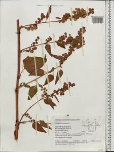Atriplex hortensis L., Eastern Europe, Central region (E4) (Russia)