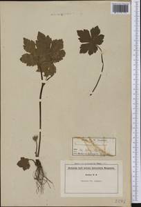 Ranunculus sceleratus L., America (AMER) (Not classified)