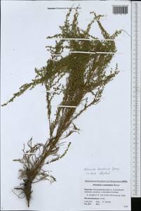 Artemisia desertorum Spreng., Siberia, Baikal & Transbaikal region (S4) (Russia)