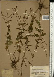 Verbena officinalis L., Eastern Europe, South Ukrainian region (E12) (Ukraine)