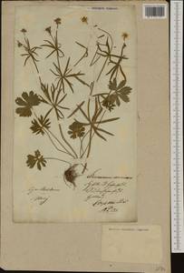 Ranunculus auricomus L., Eastern Europe, Lithuania (E2a) (Lithuania)