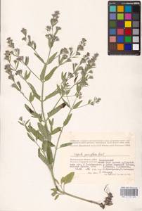 MHA 0 155 692, Nepeta ucranica subsp. parviflora (M.Bieb.) M.Masclans de Bolos, Eastern Europe, Lower Volga region (E9) (Russia)