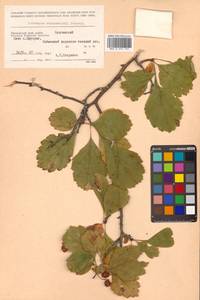 Crataegus maximowiczii C. K. Schneid., Siberia, Russian Far East (S6) (Russia)