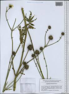 Cephalaria litvinovii Bobrov, Eastern Europe, Middle Volga region (E8) (Russia)