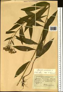 Senecio nemorensis L., Siberia, Russian Far East (S6) (Russia)