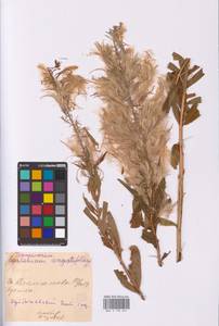 Chamaenerion angustifolium (L.) Scop., Eastern Europe, Middle Volga region (E8) (Russia)