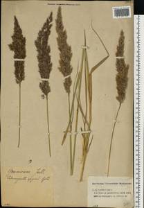 Calamagrostis epigejos (L.) Roth, Eastern Europe, Volga-Kama region (E7) (Russia)