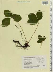 Fragaria moschata Duchesne, Eastern Europe, Central region (E4) (Russia)