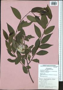 Salix pentandra L., Eastern Europe, Central region (E4) (Russia)