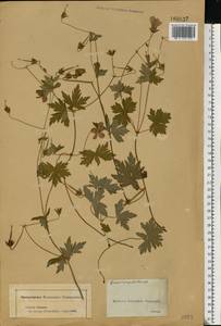 Geranium palustre L., Eastern Europe, Moscow region (E4a) (Russia)