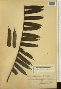 Angiopteris evecta (Forst.) Hoffm., Australia & Oceania (AUSTR) (Samoa)