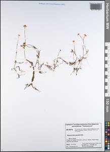 Ranunculus gmelinii DC., Siberia, Central Siberia (S3) (Russia)