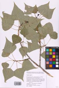 Populus nigra L., Eastern Europe, Lower Volga region (E9) (Russia)