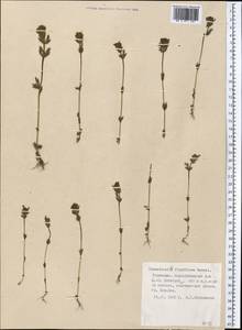 Parentucellia flaviflora (Boiss.) Nevski, Middle Asia, Kopet Dag, Badkhyz, Small & Great Balkhan (M1) (Turkmenistan)