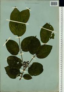 Cornus alba L., Siberia, Yakutia (S5) (Russia)