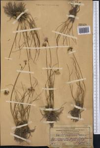 Allium oreoprasum Schrenk, Middle Asia, Pamir & Pamiro-Alai (M2) (Kyrgyzstan)