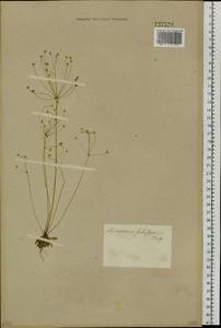 Androsace filiformis Retz., Siberia, Baikal & Transbaikal region (S4) (Russia)