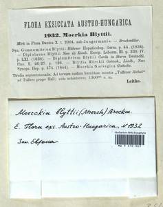 Pseudomoerckia blyttii (Mørch) Vilnet, Konstant., D.G. Long, N.D. Lockh. & Mamontov, Bryophytes, Bryophytes - Western Europe (BEu) (Austria)