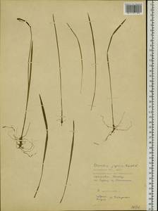 Eleorchis japonica (A.Gray) Maek., Siberia, Russian Far East (S6) (Russia)