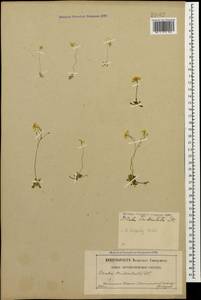 Draba hispida Willd., Caucasus, North Ossetia, Ingushetia & Chechnya (K1c) (Russia)