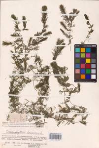 Ceratophyllum demersum L., Eastern Europe, Lower Volga region (E9) (Russia)