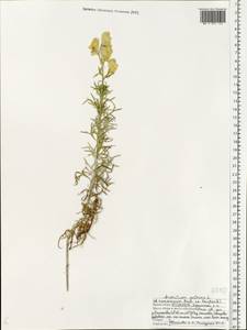 Aconitum anthora L., Eastern Europe, Central forest-and-steppe region (E6) (Russia)