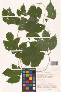 Humulus lupulus L., Eastern Europe, Lower Volga region (E9) (Russia)