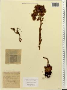 Sempervivum pumilum M. Bieb., Caucasus, Stavropol Krai, Karachay-Cherkessia & Kabardino-Balkaria (K1b) (Russia)