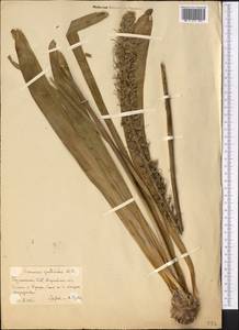 Eremurus spectabilis M.Bieb., nom. cons., Middle Asia, Karakum (M6) (Turkmenistan)