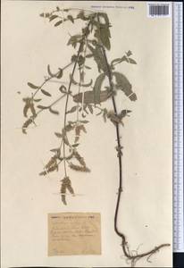 Mentha longifolia var. asiatica (Boriss.) Rech.f., Middle Asia, Muyunkumy, Balkhash & Betpak-Dala (M9) (Kazakhstan)