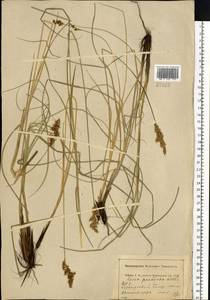Carex appropinquata Schumach., Eastern Europe, Central forest region (E5) (Russia)