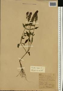 Prunella vulgaris L., Eastern Europe, Western region (E3) (Russia)