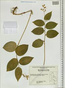 Maianthemum japonicum (A.Gray) LaFrankie, Siberia, Russian Far East (S6) (Russia)