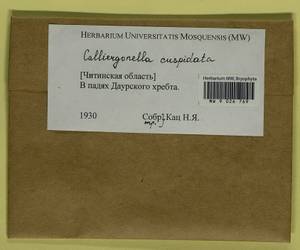 Calliergonella cuspidata (Hedw.) Loeske, Bryophytes, Bryophytes - Baikal & Transbaikal regions (B18) (Russia)