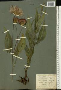 Cirsium canum (L.) All., Eastern Europe, North Ukrainian region (E11) (Ukraine)