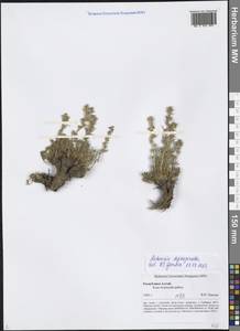 Artemisia pycnorrhiza Ledeb., Siberia, Altai & Sayany Mountains (S2) (Russia)