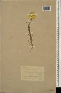 Helichrysum pallasii (Spreng.) Ledeb., Caucasus, Turkish Caucasus (NE Turkey) (K7) (Turkey)