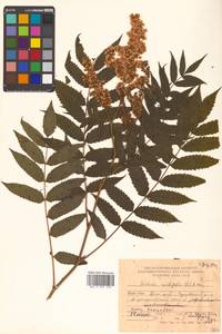 Sorbaria sorbifolia (L.) A. Braun, Siberia, Russian Far East (S6) (Russia)