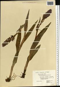 Dactylorhiza incarnata subsp. cruenta (O.F.Müll.) P.D.Sell, Eastern Europe, Middle Volga region (E8) (Russia)