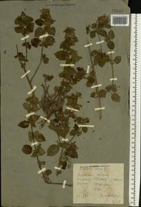 Ballota nigra L., Eastern Europe, North Ukrainian region (E11) (Ukraine)