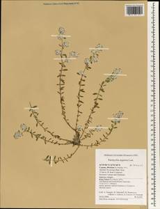 Paronychia argentea Lam., South Asia, South Asia (Asia outside ex-Soviet states and Mongolia) (ASIA) (Cyprus)