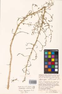 Asparagus persicus Baker, Eastern Europe, Lower Volga region (E9) (Russia)