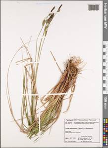 Carex adelostoma V.I.Krecz., Siberia, Central Siberia (S3) (Russia)