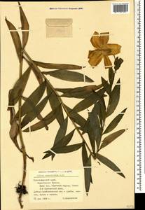 Lilium monadelphum M.Bieb., Caucasus, Black Sea Shore (from Novorossiysk to Adler) (K3) (Russia)