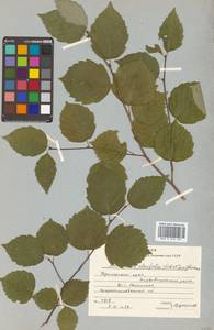 Sorbus alnifolia (Siebold & Zucc.) K. Koch, Siberia, Russian Far East (S6) (Russia)