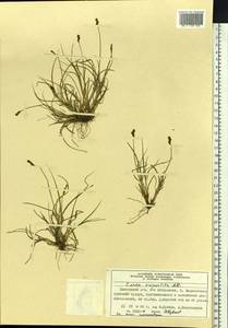 Carex lachenalii subsp. lachenalii, Siberia, Central Siberia (S3) (Russia)