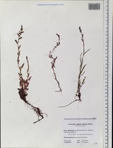 Rumex acetosella L., Siberia, Baikal & Transbaikal region (S4) (Russia)