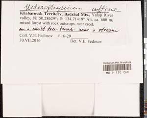 Heterophyllium nemorosum (W.D.J. Koch ex Brid.) Kindb., Bryophytes, Bryophytes - Russian Far East (excl. Chukotka & Kamchatka) (B20) (Russia)